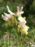 Orchis xcolemanii